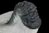 Bargain, Crotalocephalina Trilobite - Atchana, Morocco #92348-2